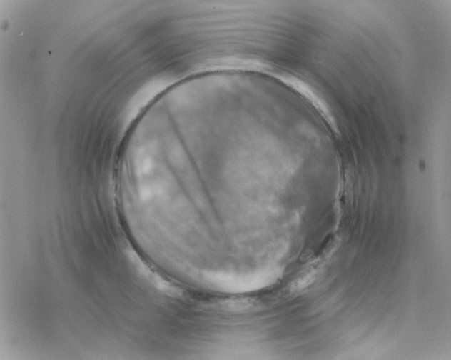 X0000077360998200611171918