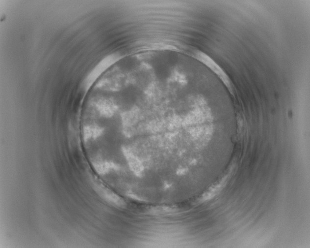 X0000077361002200611171918