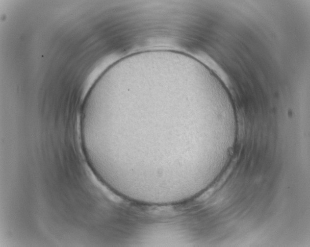 X0000077361006200611171918