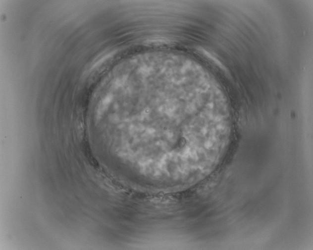 X0000077361015200611171918