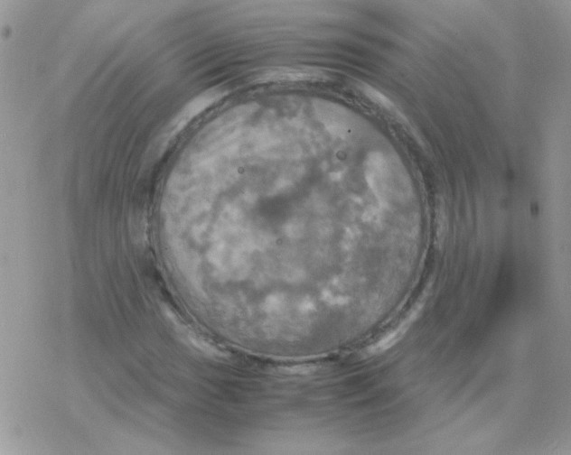 X0000077361017200611171918