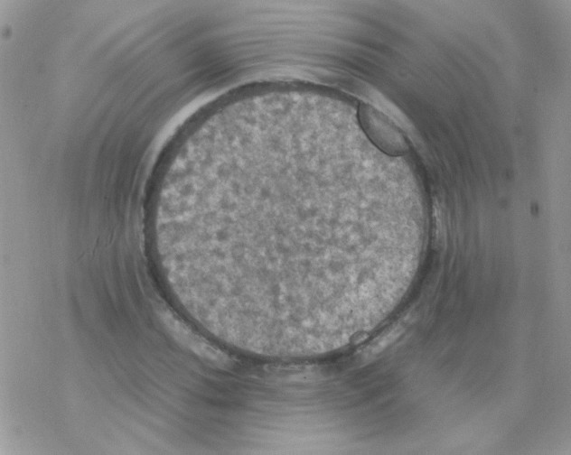 X0000077361020200611171918