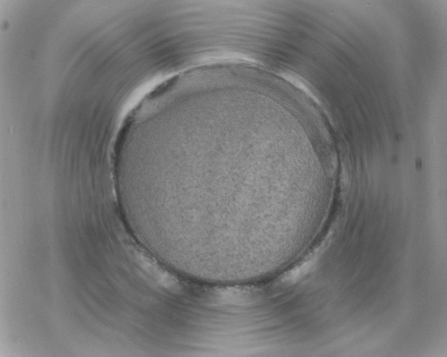 X0000077361022200611171918