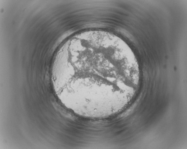 X0000077361025200611171918