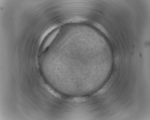 X0000077361026200611171918