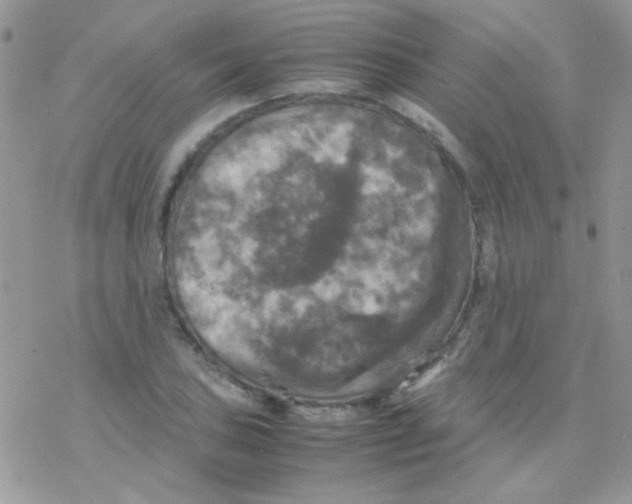 X0000077361027200611171918