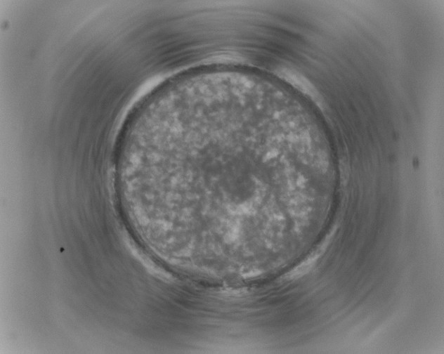 X0000077361029200611171918