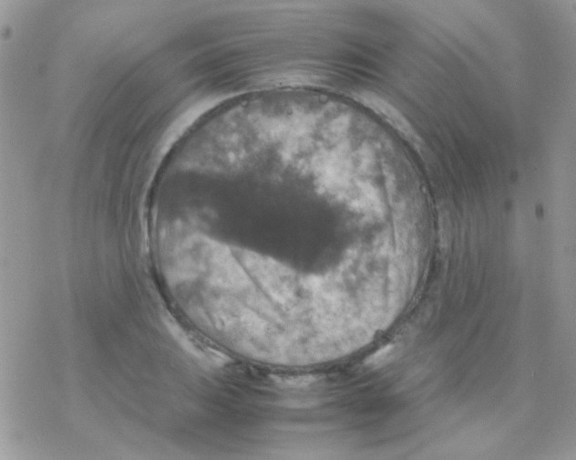 X0000077361031200611171918