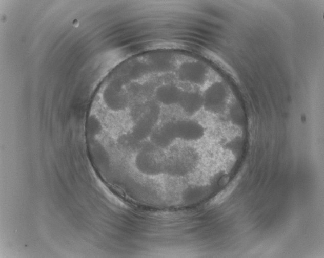 X0000077361033200611171918