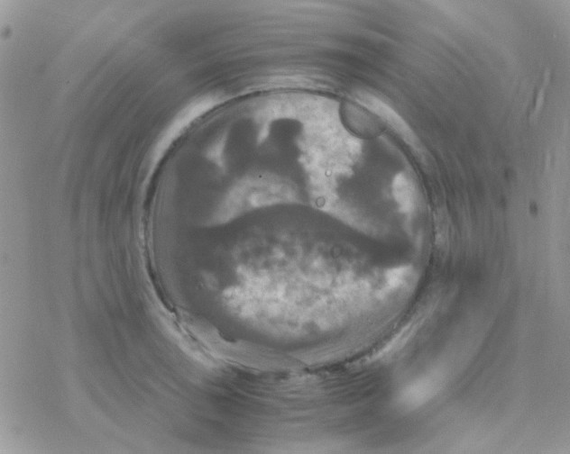 X0000077361043200611171918