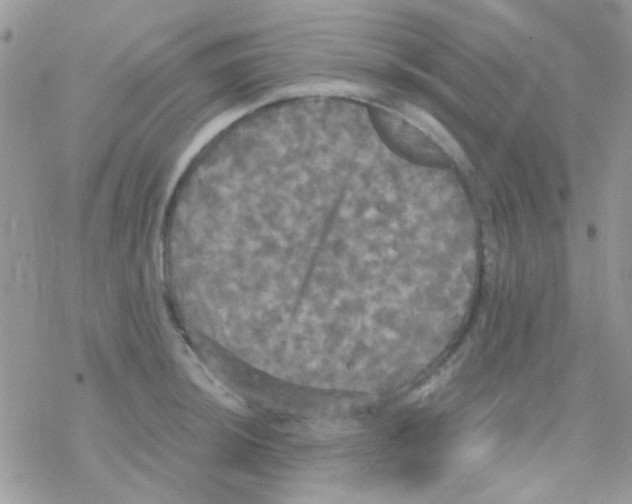 X0000077361044200611171918