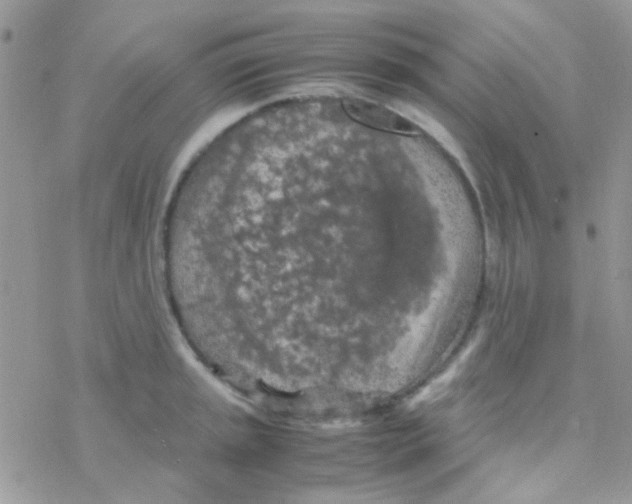 X0000077361045200611171918