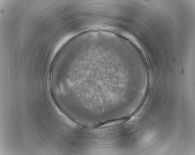 X0000077361048200611171918