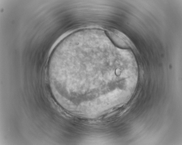 X0000077361052200611171918