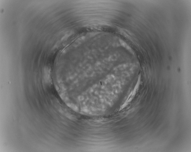 X0000077361060200611171917