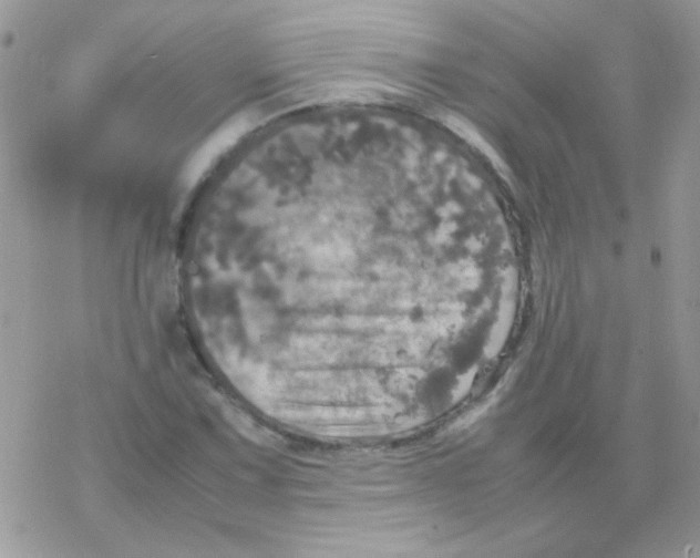 X0000077361067200611171917