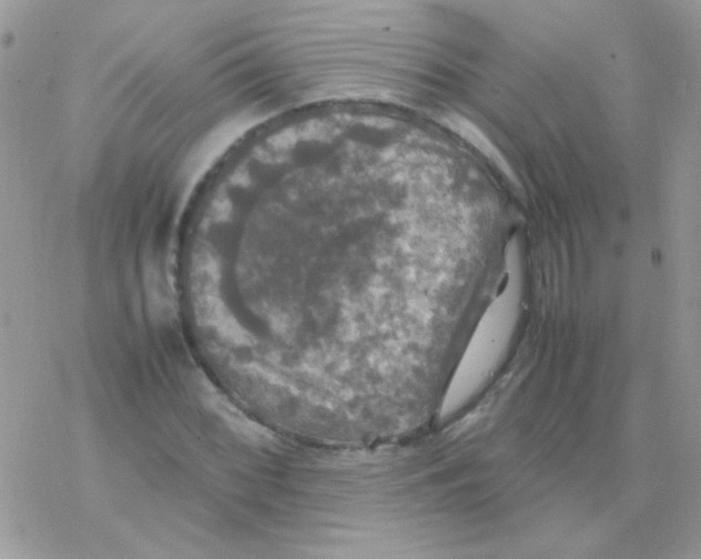 X0000077361068200611171917