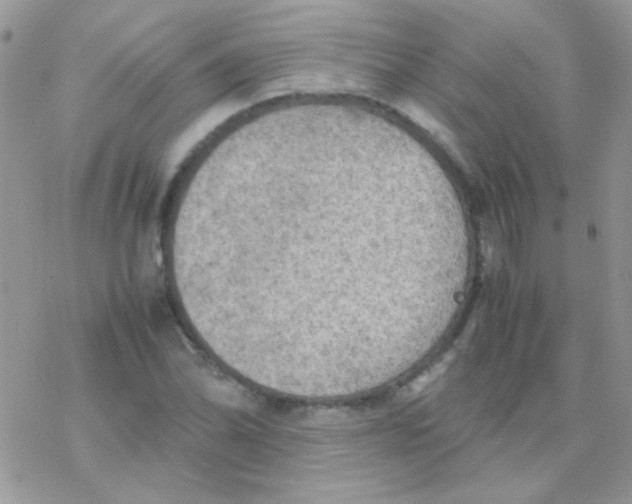 X0000077361070200611171917