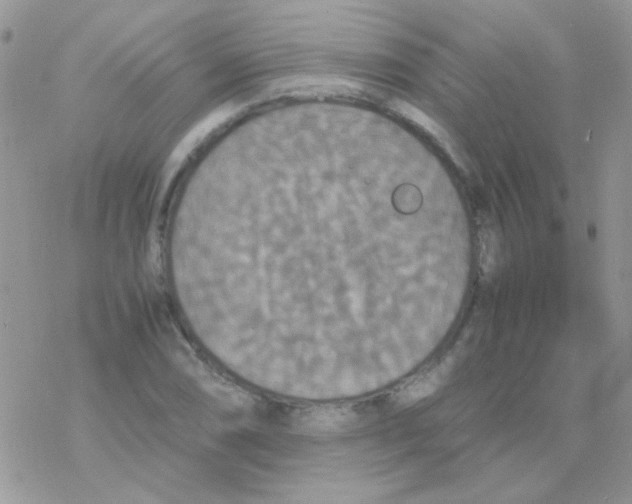 X0000077361074200611171917