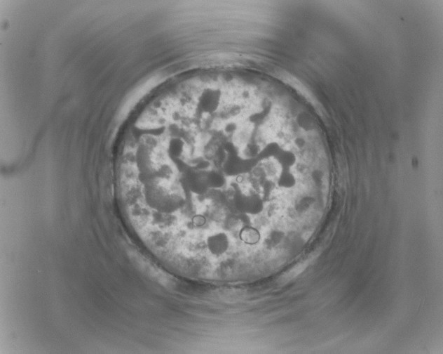 X0000077361075200611171917