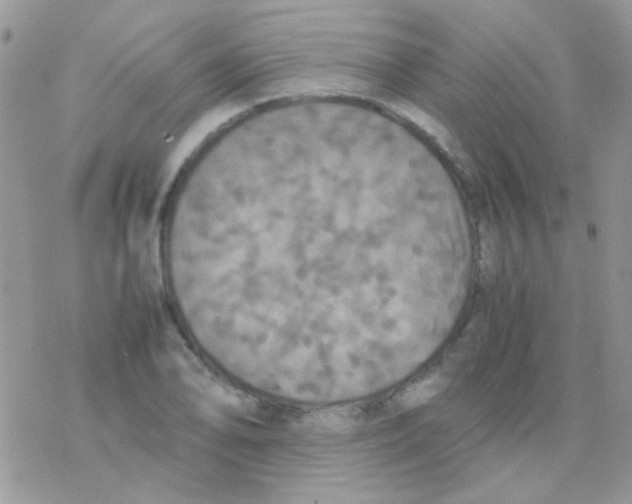 X0000077361078200611171917