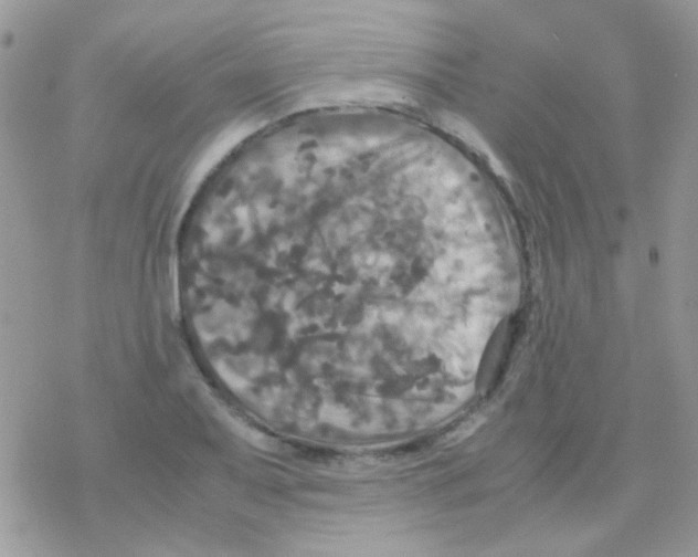 X0000077361079200611171917