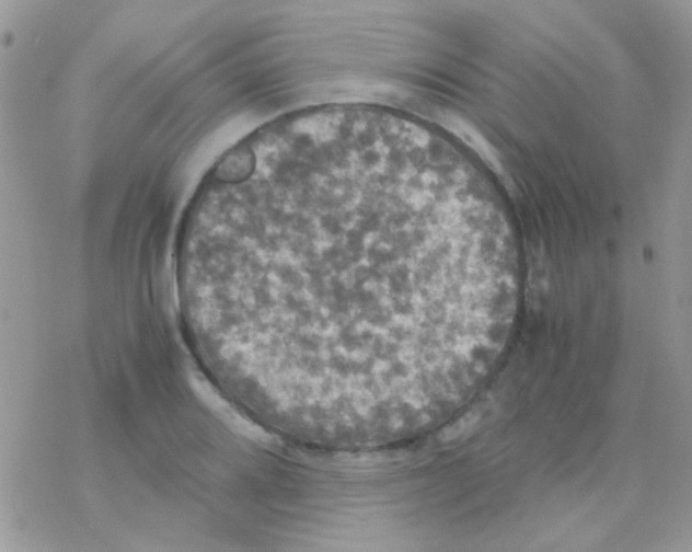 X0000077361080200611171917