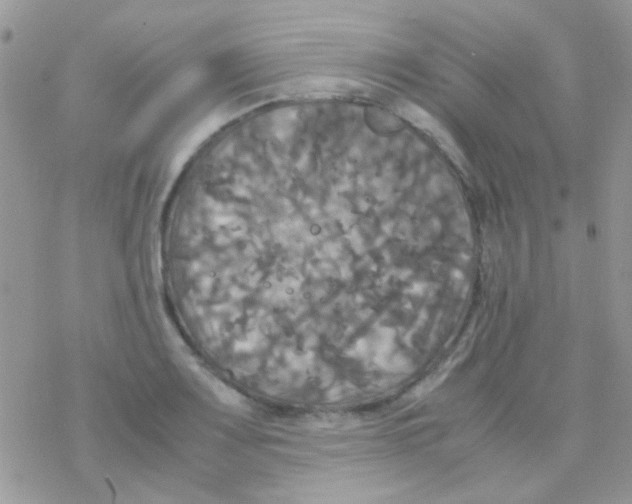 X0000077361083200611171917