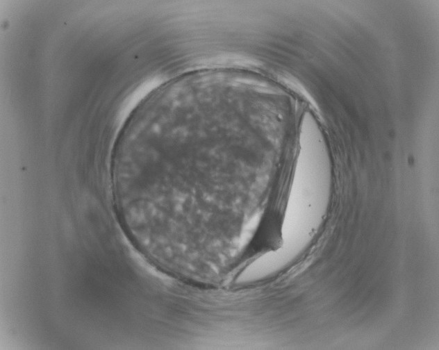 X0000077361087200611171917