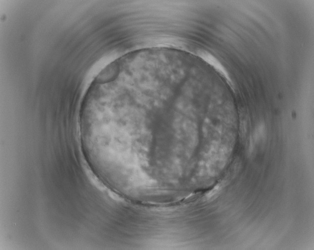 X0000077361088200611171917