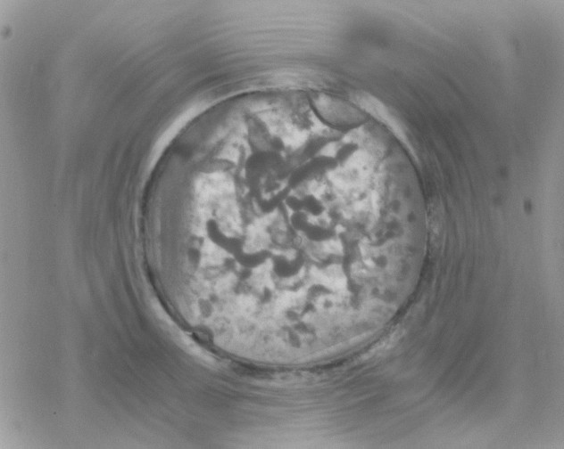 X0000077361091200611171917