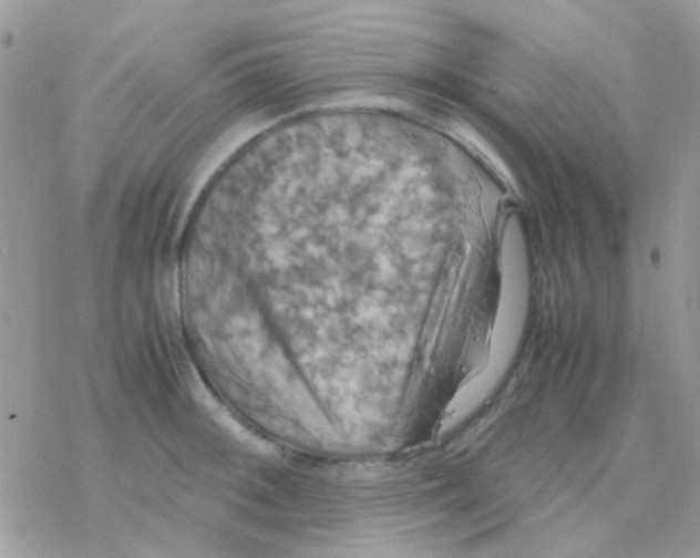 X0000077361092200611171917