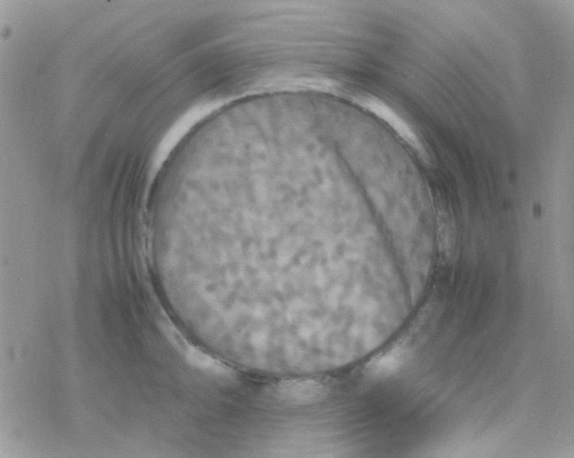 X0000077361094200611171917