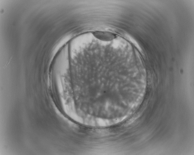 X0000077361095200611171917