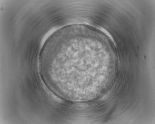 X0000077361096200611171917