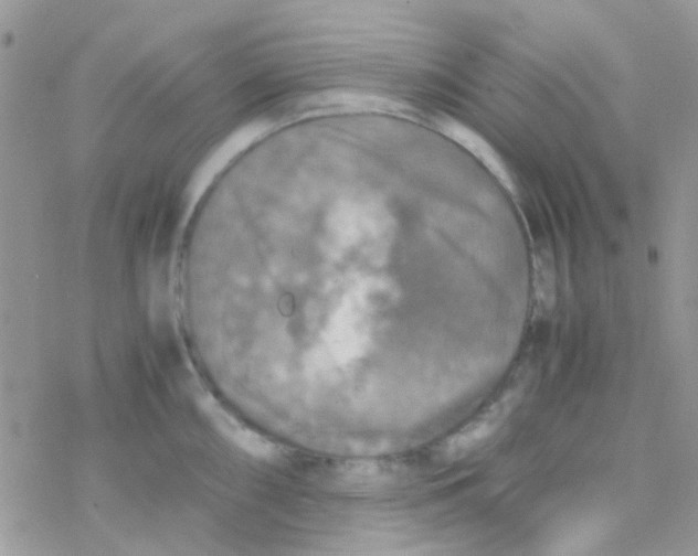 X0000077361098200611171917