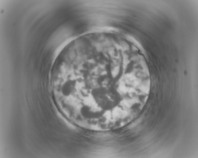 X0000077361103200611171917