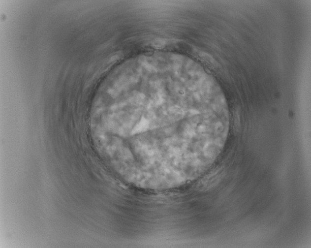 X0000077361105200611171916