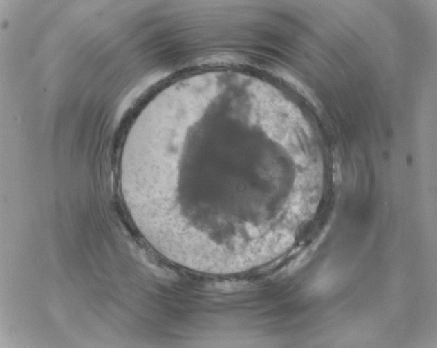 X0000077361117200611171916