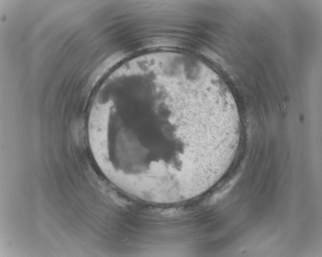 X0000077361121200611171916