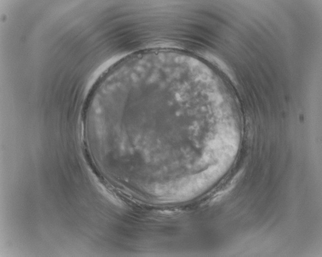 X0000077361125200611171916