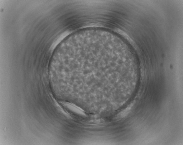 X0000077361129200611171916