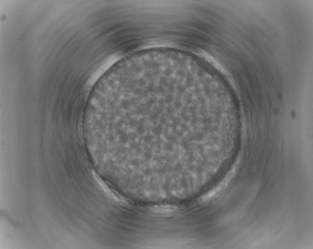 X0000077361137200611171916