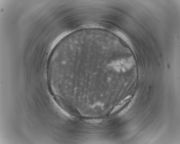 X0000077361141200611171917