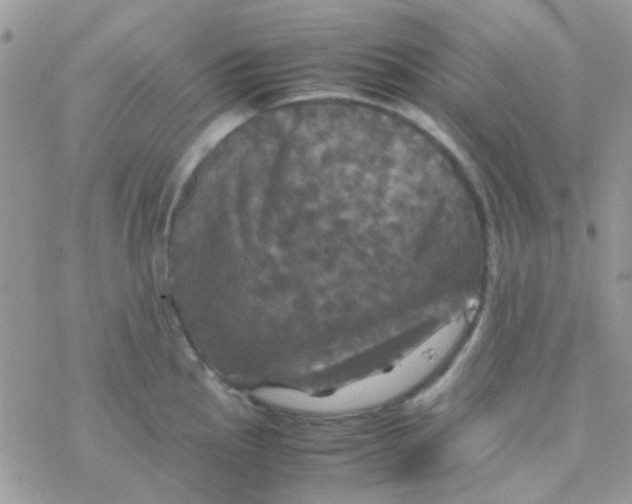 X0000077361145200611171917