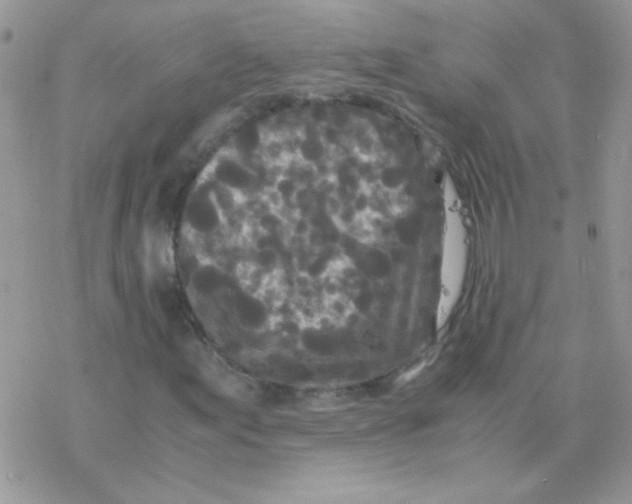 X0000077361155200611171916