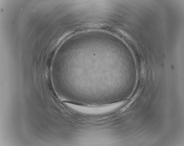 X0000077361161200611171916