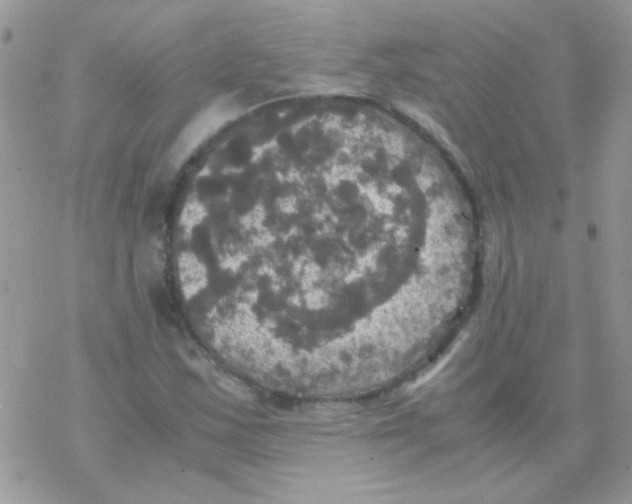 X0000077361163200611171916