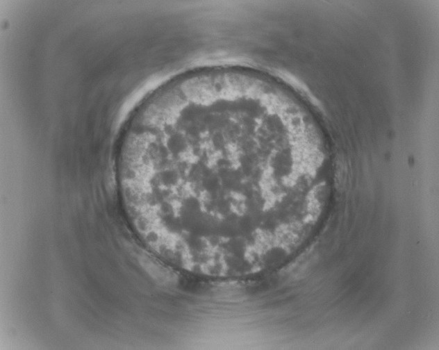 X0000077361167200611171916