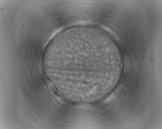 X0000077361170200611171916